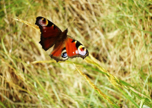 NATURA 2000